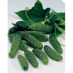 Ogórek Spear (CP1814)  100 N